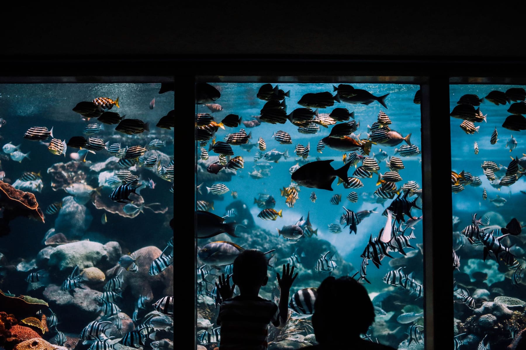 Visitors silhouetted against a large aquarium full of fish